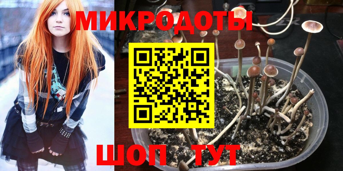Киселёвск  Галлюциногенные грибы Psilocybe  Вход с VPN 